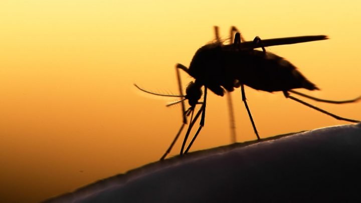 La lotta alla malaria durante il Covid